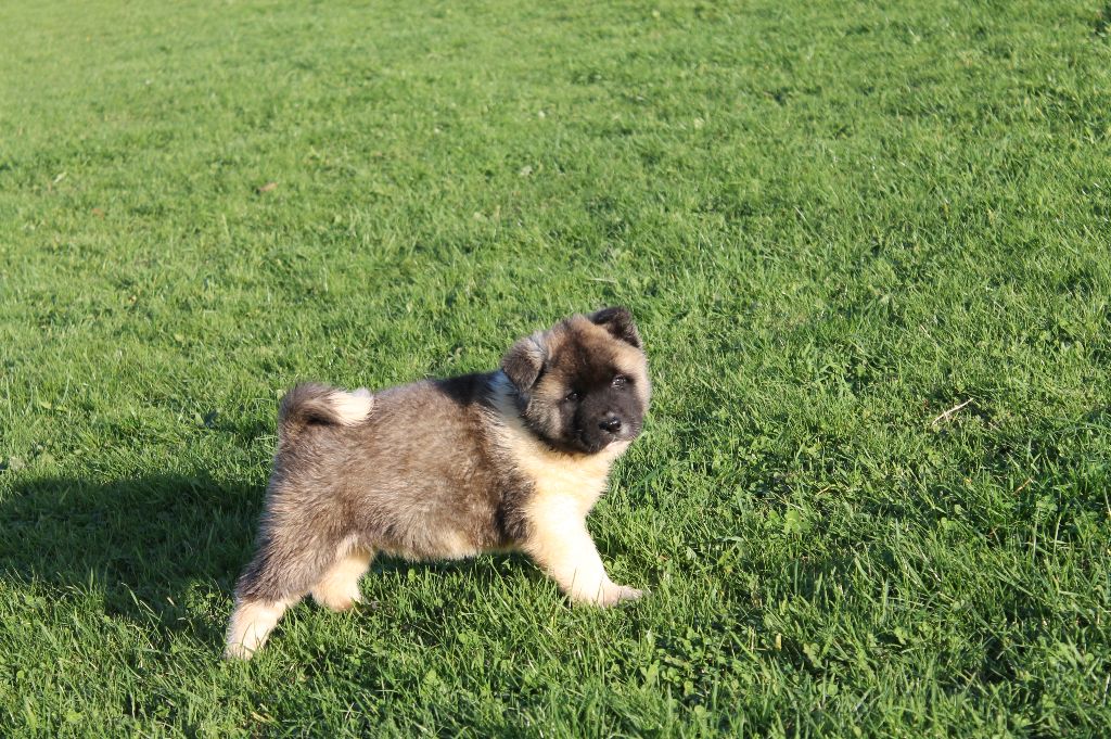 Du Domaine De Nic-max - Chiot disponible  - Akita americain