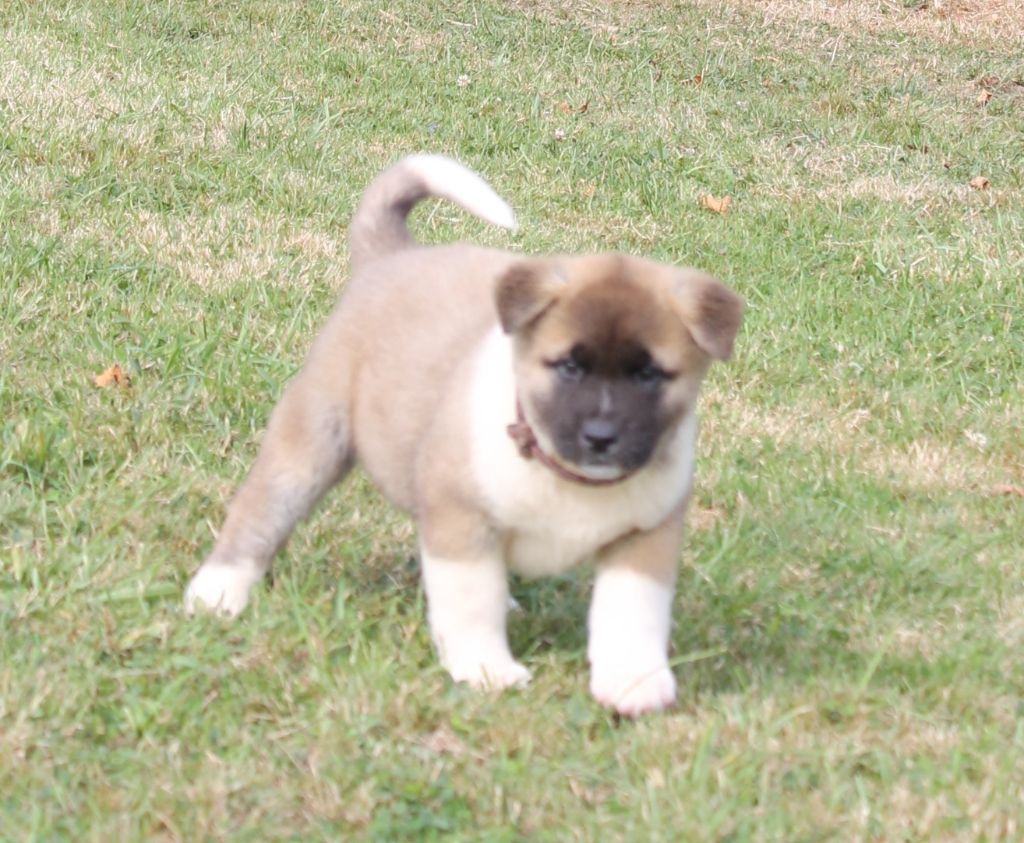 Du Domaine De Nic-max - Chiot disponible  - Akita americain