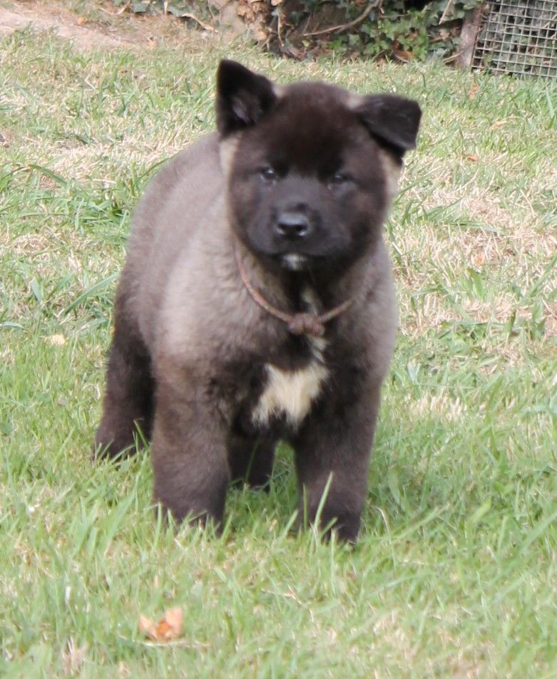 Du Domaine De Nic-max - Chiot disponible  - Akita americain