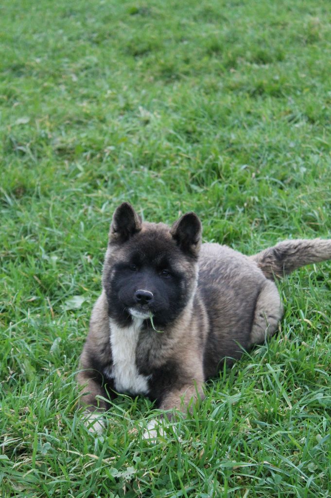 Du Domaine De Nic-max - Chiot disponible  - Akita americain