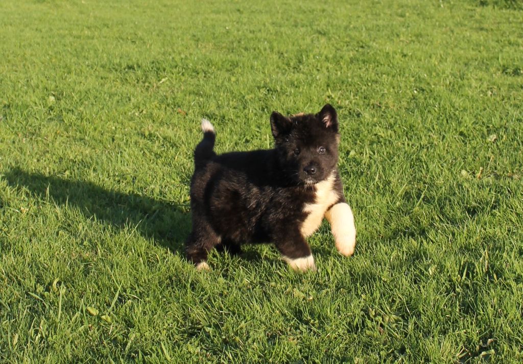 Du Domaine De Nic-max - Chiot disponible  - Akita americain