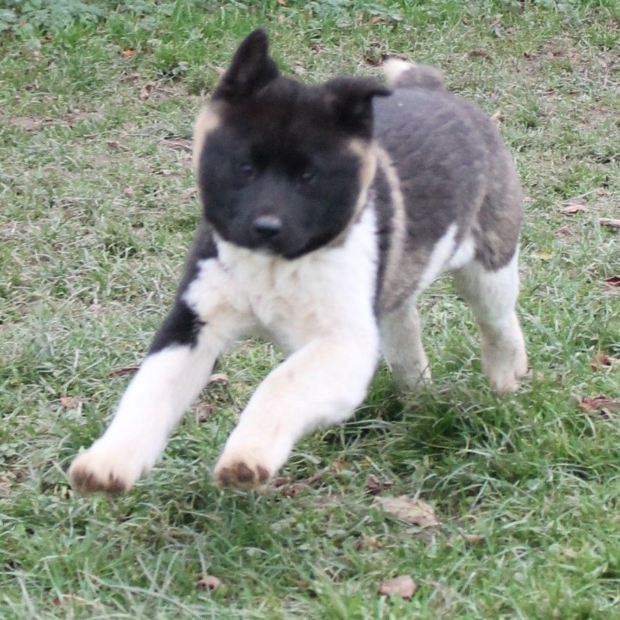 Du Domaine De Nic-max - Chiot disponible  - Akita americain