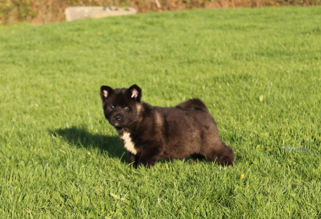 Du Domaine De Nic-max - Chiot disponible  - Akita americain