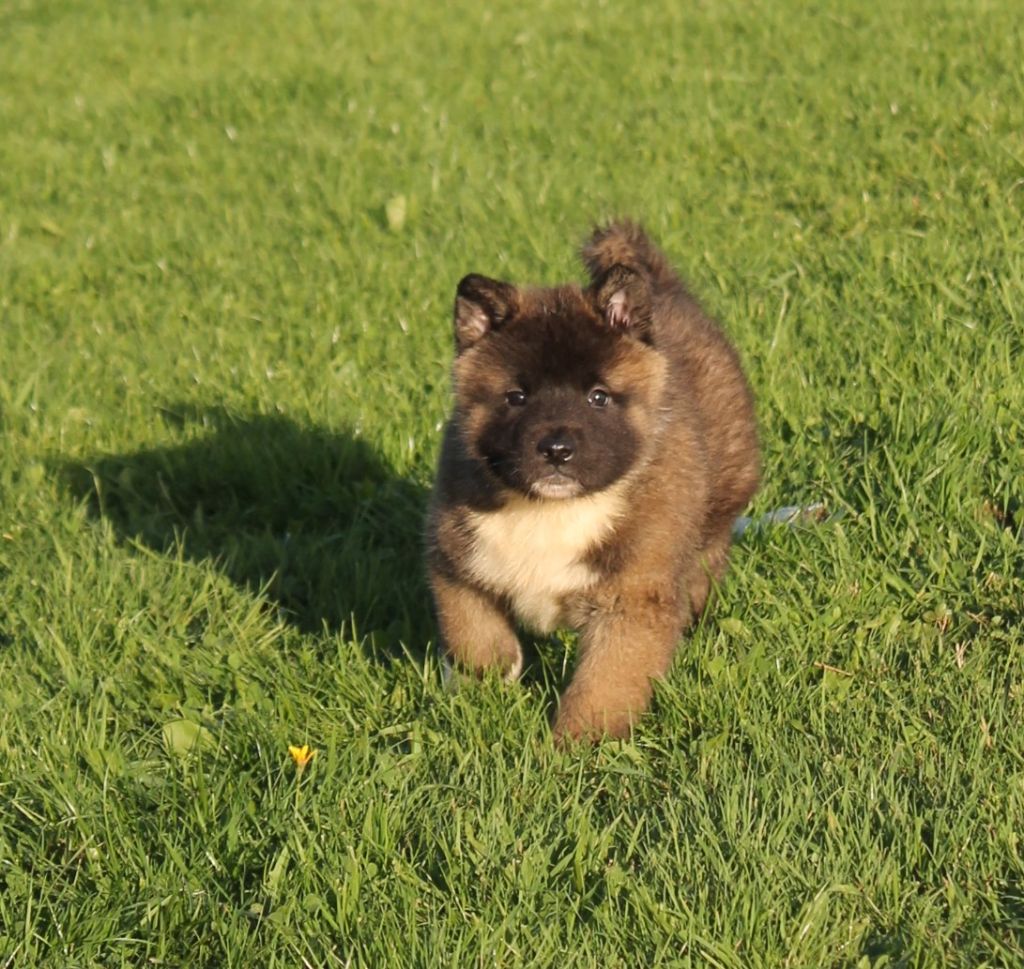 Du Domaine De Nic-max - Chiot disponible  - Akita americain