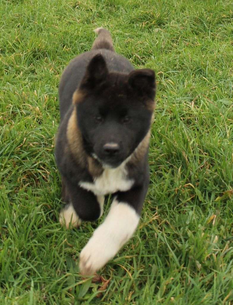 Du Domaine De Nic-max - Chiot disponible  - Akita americain