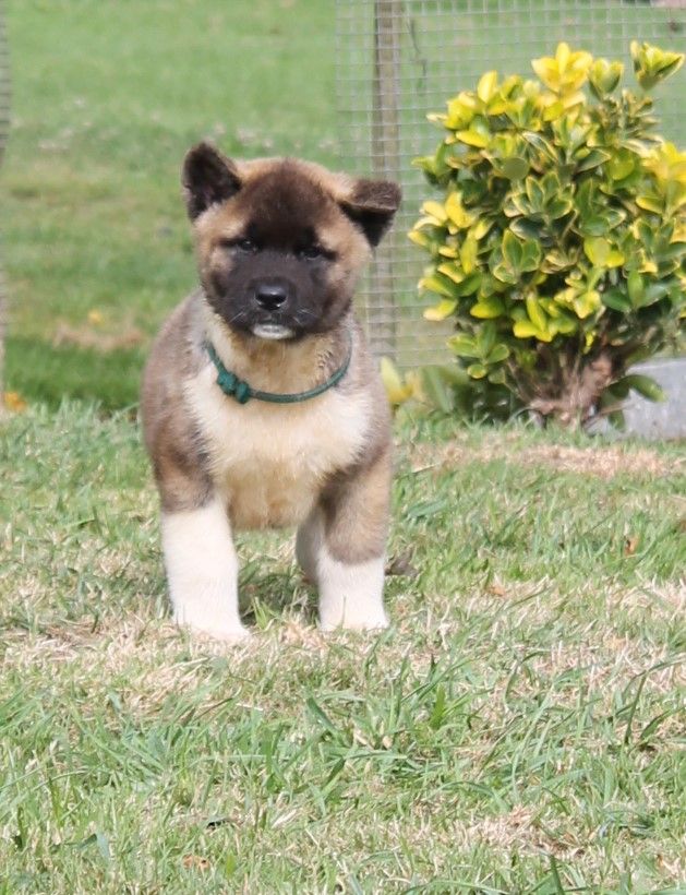 Du Domaine De Nic-max - Chiot disponible  - Akita americain