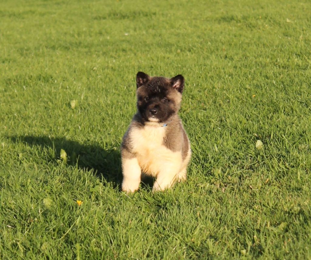 Du Domaine De Nic-max - Chiot disponible  - Akita americain