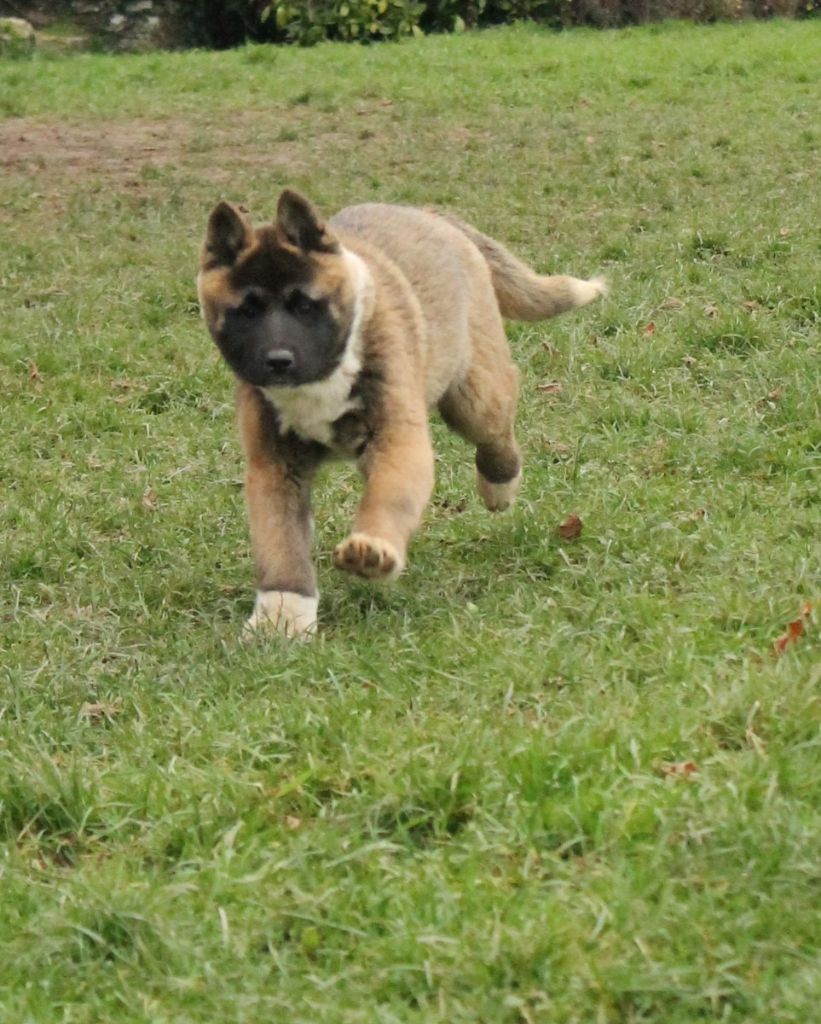 Du Domaine De Nic-max - Chiot disponible  - Akita americain