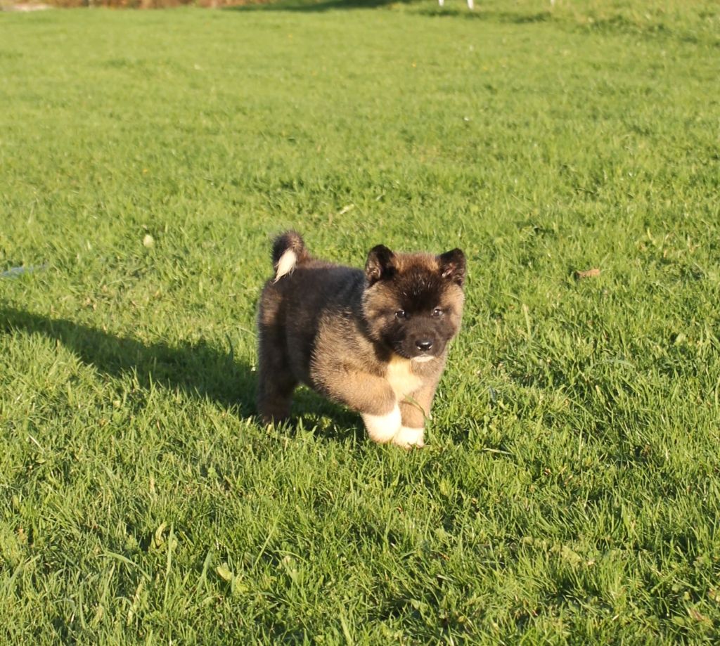 Du Domaine De Nic-max - Chiot disponible  - Akita americain