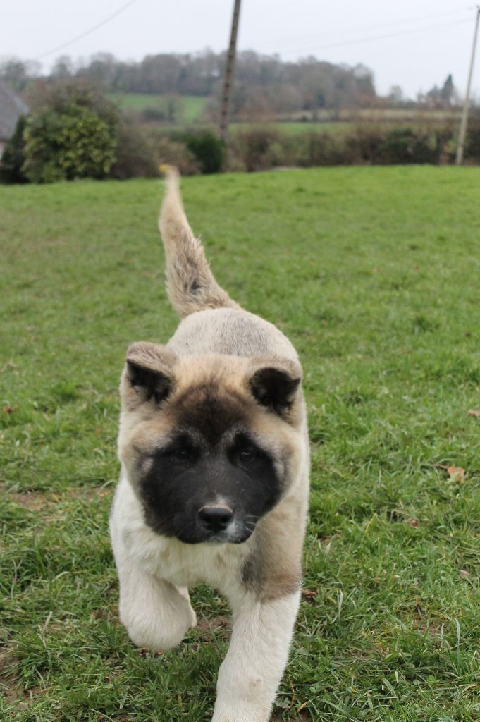 Du Domaine De Nic-max - Chiot disponible  - Akita americain