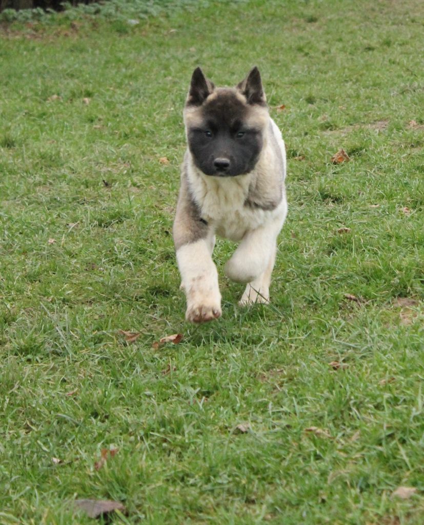 Du Domaine De Nic-max - Chiot disponible  - Akita americain