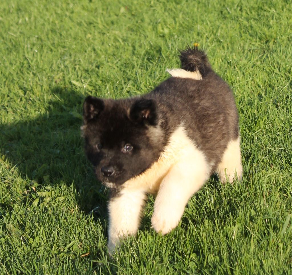 Du Domaine De Nic-max - Chiot disponible  - Akita americain