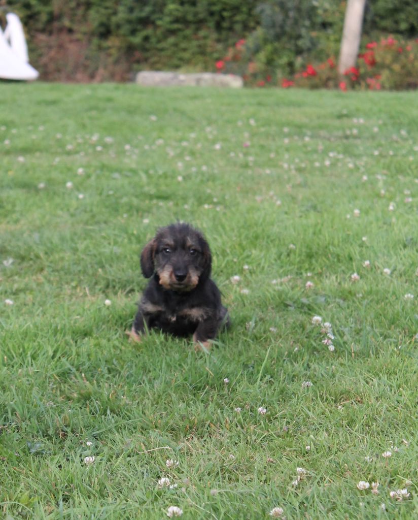 Du Domaine De Nic-max - Chiots disponibles - Teckel poil dur