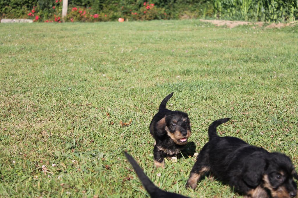 Du Domaine De Nic-max - Chiots disponibles - Teckel poil dur