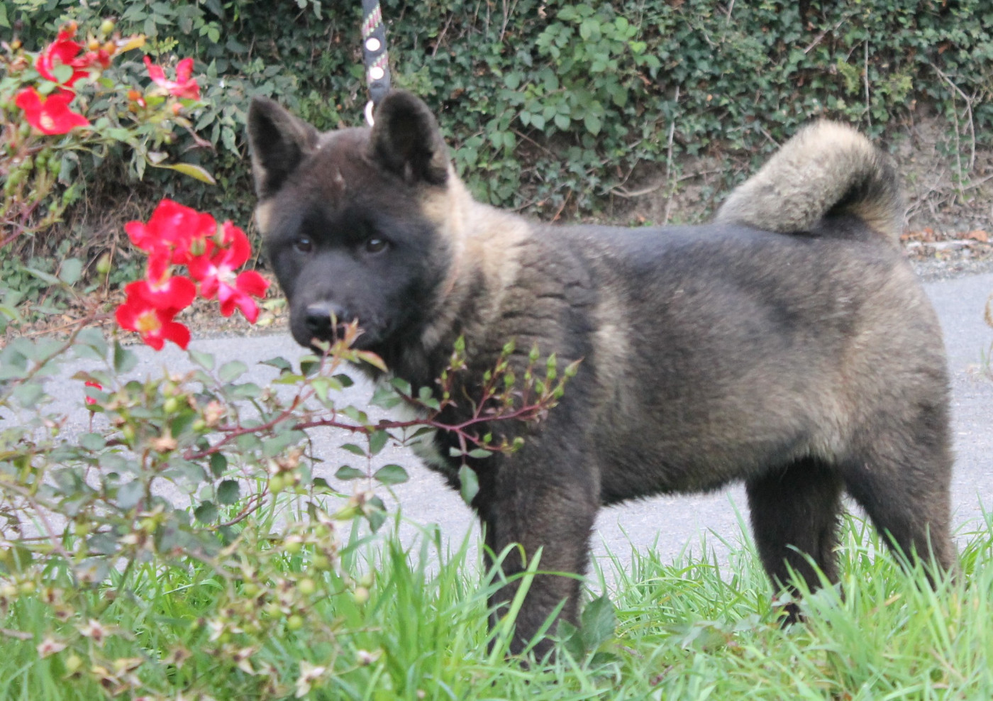 Du Domaine De Nic-max - Chiots disponibles - Akita americain