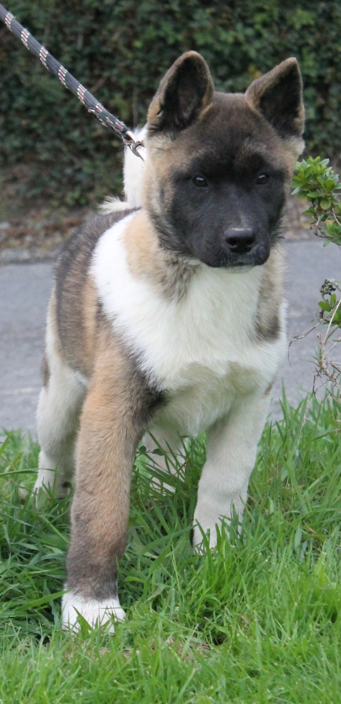 Du Domaine De Nic-max - Chiots disponibles - Akita americain