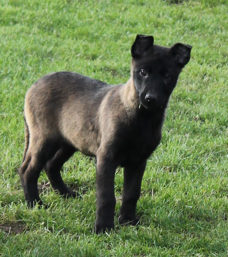 Du Domaine De Nic-max - Chiots disponibles - Berger Belge