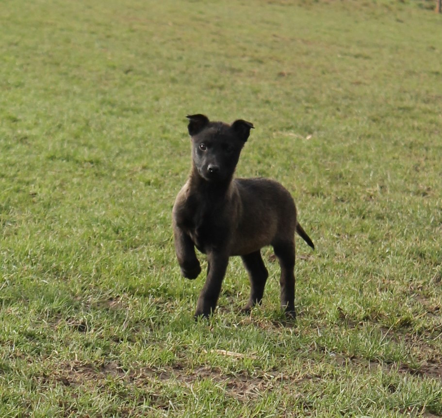 Du Domaine De Nic-max - Chiots disponibles - Berger Belge