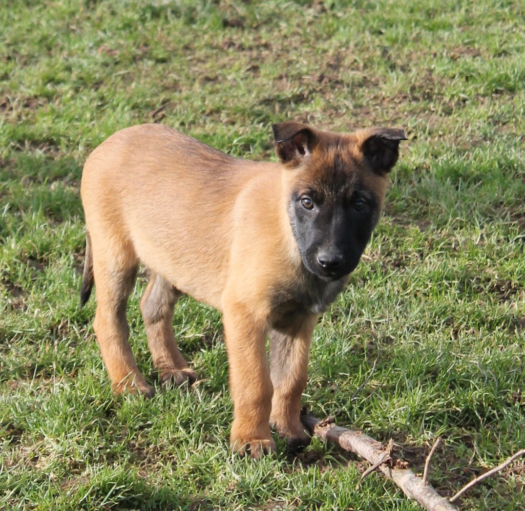Du Domaine De Nic-max - Chiots disponibles - Berger Belge