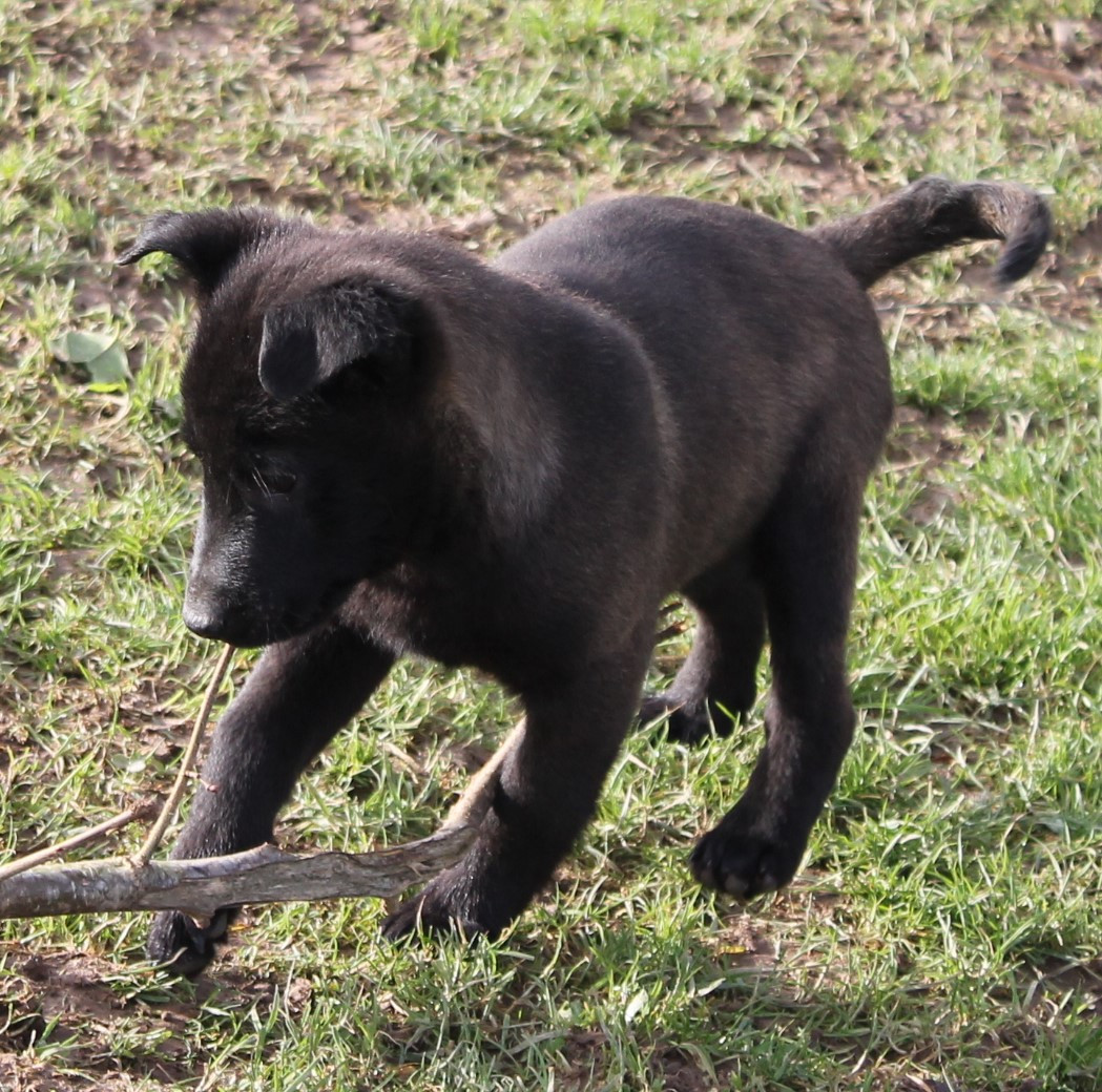 Du Domaine De Nic-max - Chiots disponibles - Berger Belge