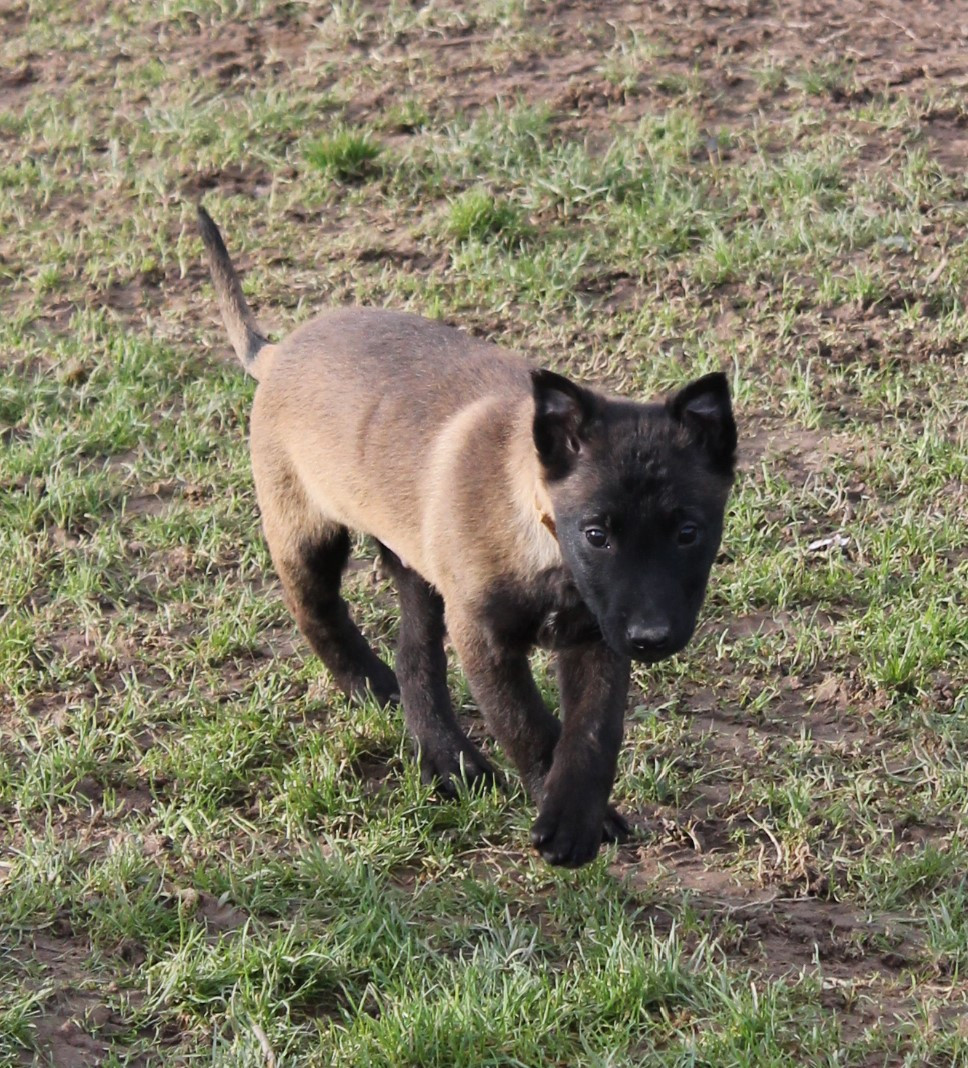 Du Domaine De Nic-max - Chiots disponibles - Berger Belge