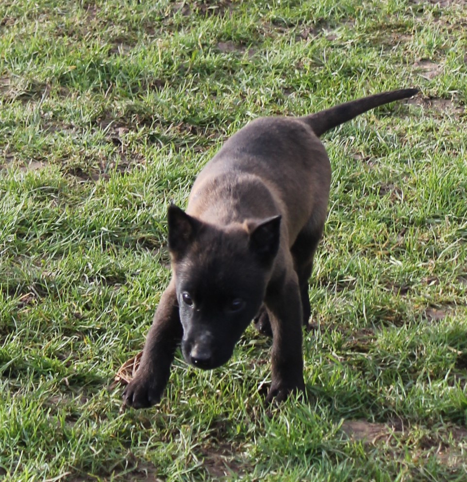 Du Domaine De Nic-max - Chiots disponibles - Berger Belge
