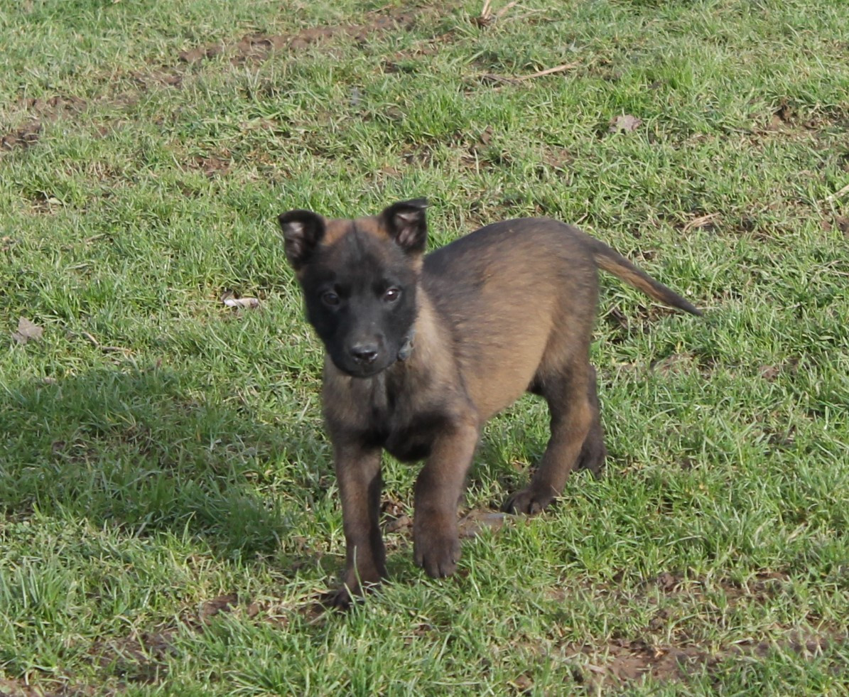 Du Domaine De Nic-max - Chiots disponibles - Berger Belge