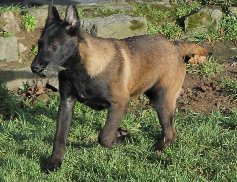 Du Domaine De Nic-max - Chiots disponibles - Berger Belge