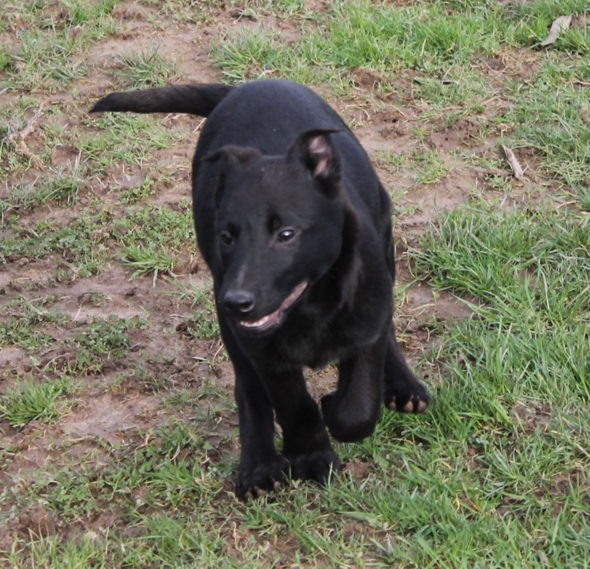 Du Domaine De Nic-max - Chiots disponibles - Berger Belge