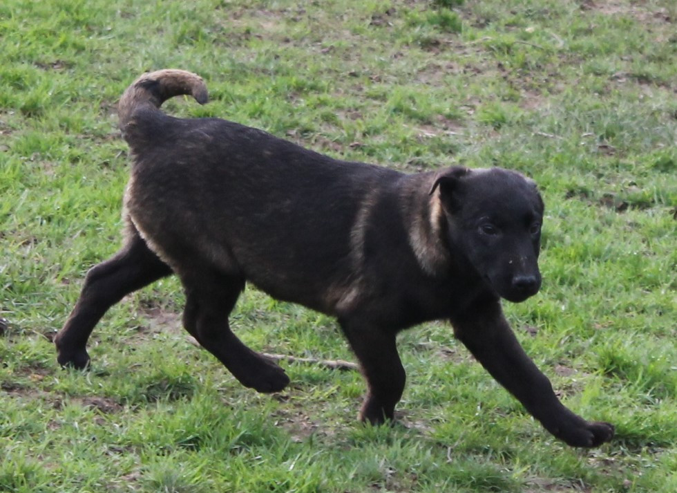 Du Domaine De Nic-max - Chiots disponibles - Berger Belge