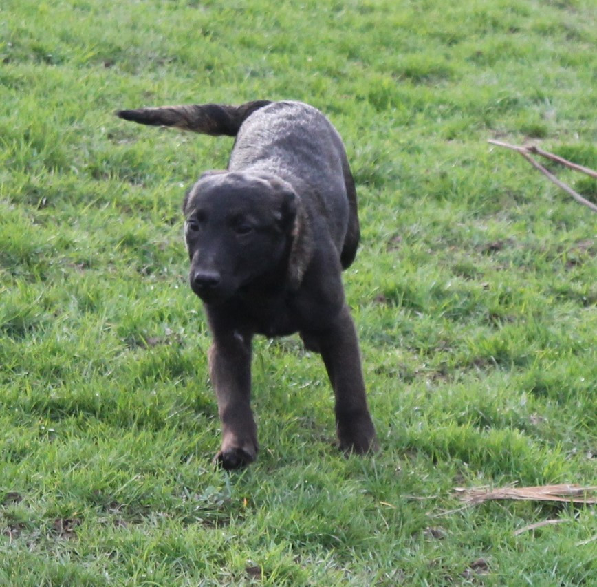 Du Domaine De Nic-max - Chiots disponibles - Berger Belge