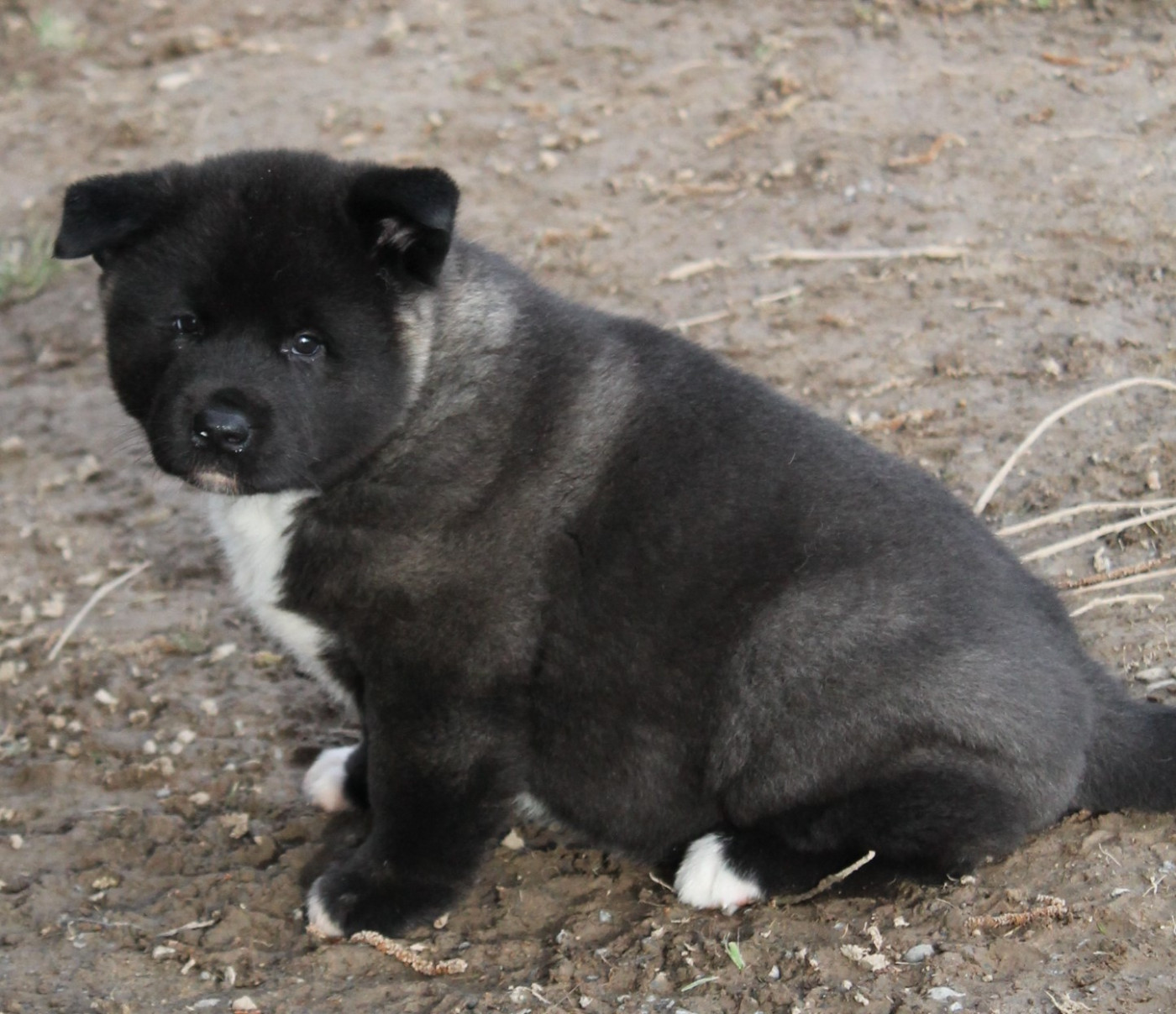 Du Domaine De Nic-max - Akita americain - Portée née le 04/01/2026