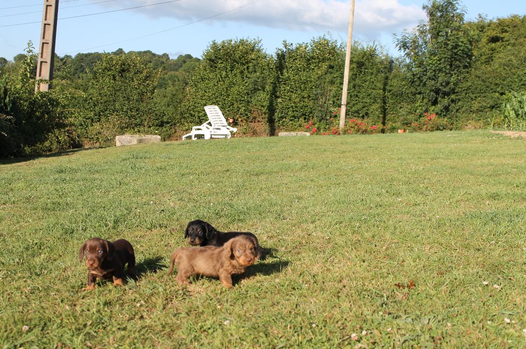 Chiot Teckel poil dur Du Domaine De Nic-max