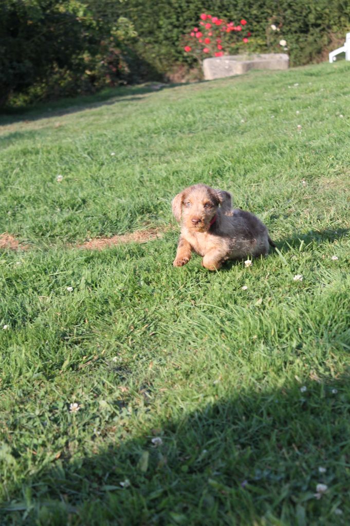 Du Domaine De Nic-max - Chiots disponibles - Teckel poil dur