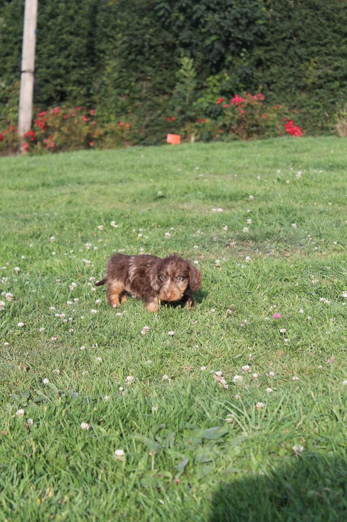 Du Domaine De Nic-max - Chiots disponibles - Teckel poil dur