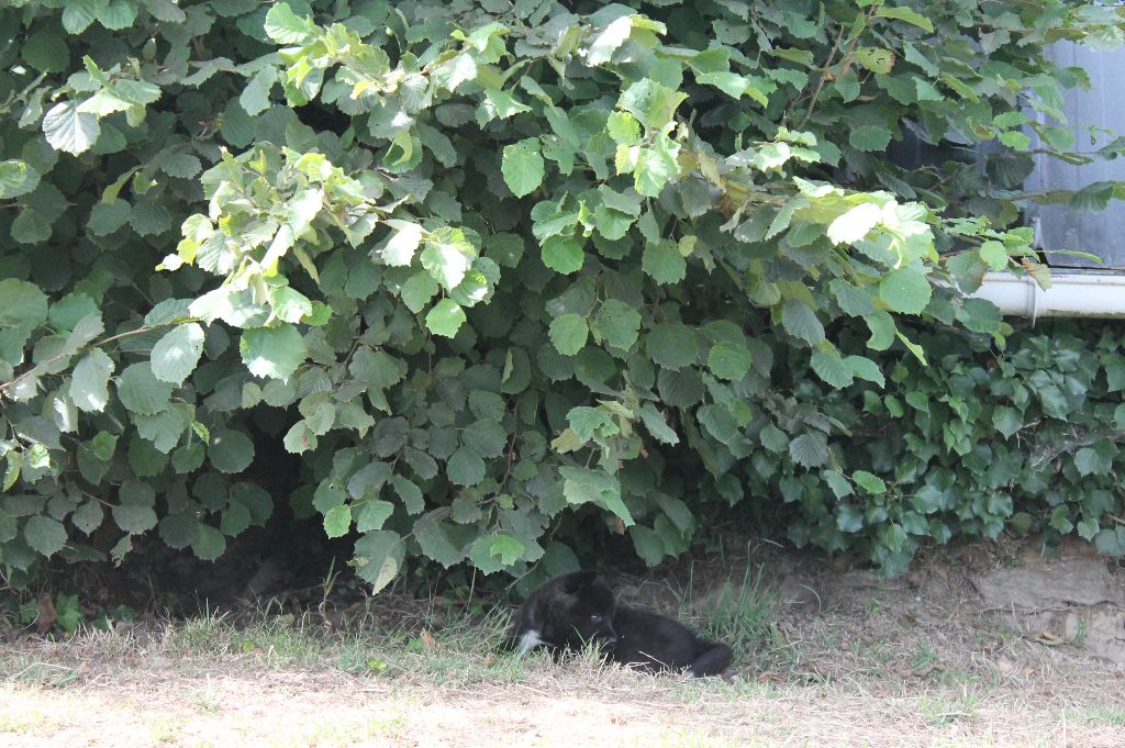 Du Domaine De Nic-max - Chiots disponibles - Akita americain