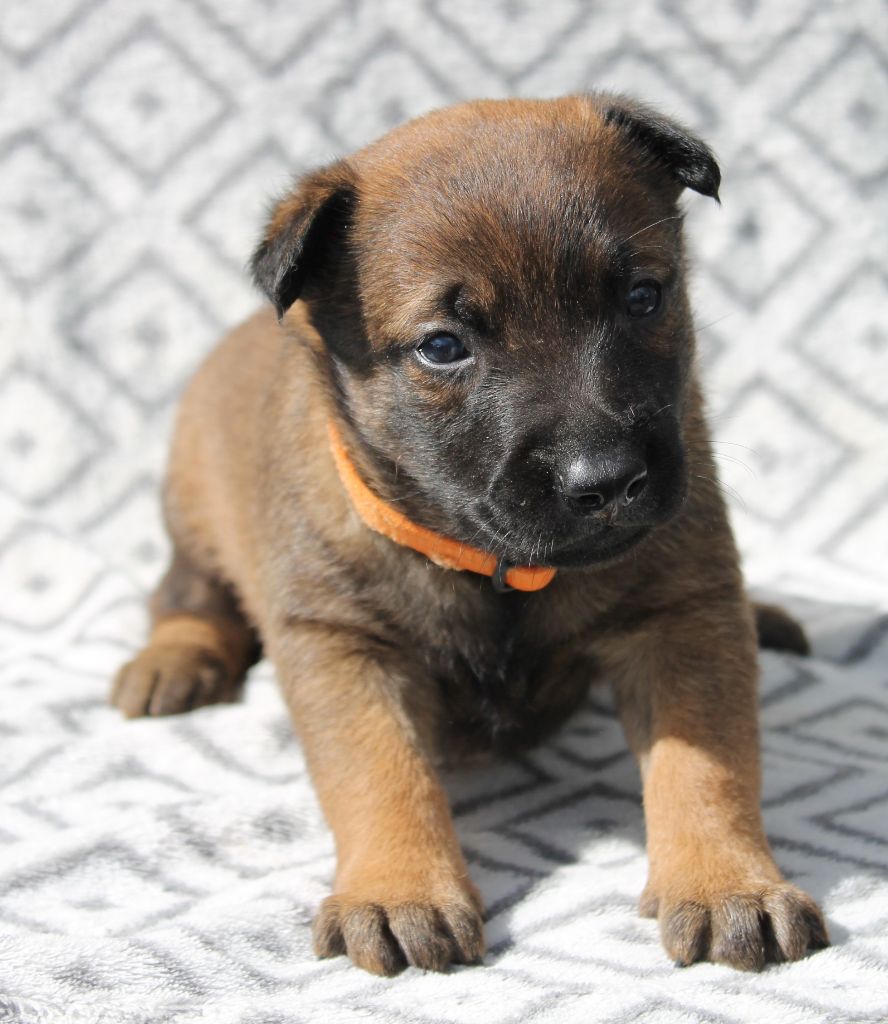 Du Domaine De Nic-max - Chiots disponibles - Berger Belge