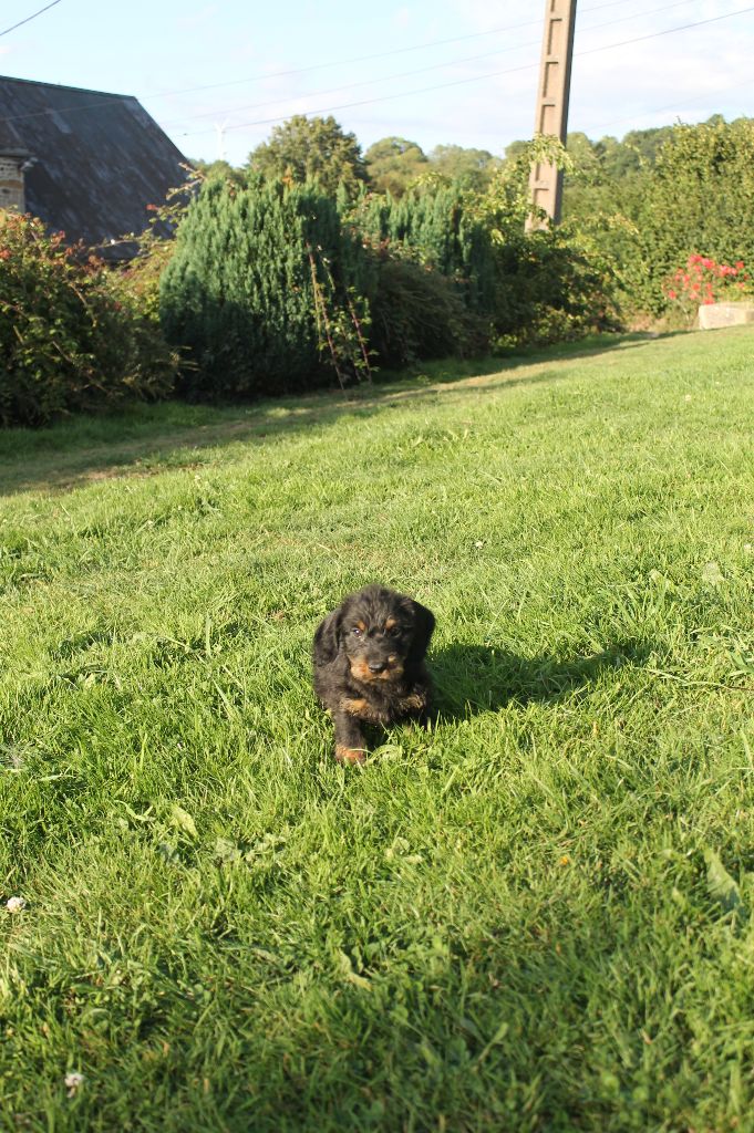 Du Domaine De Nic-max - Chiots disponibles - Teckel poil dur