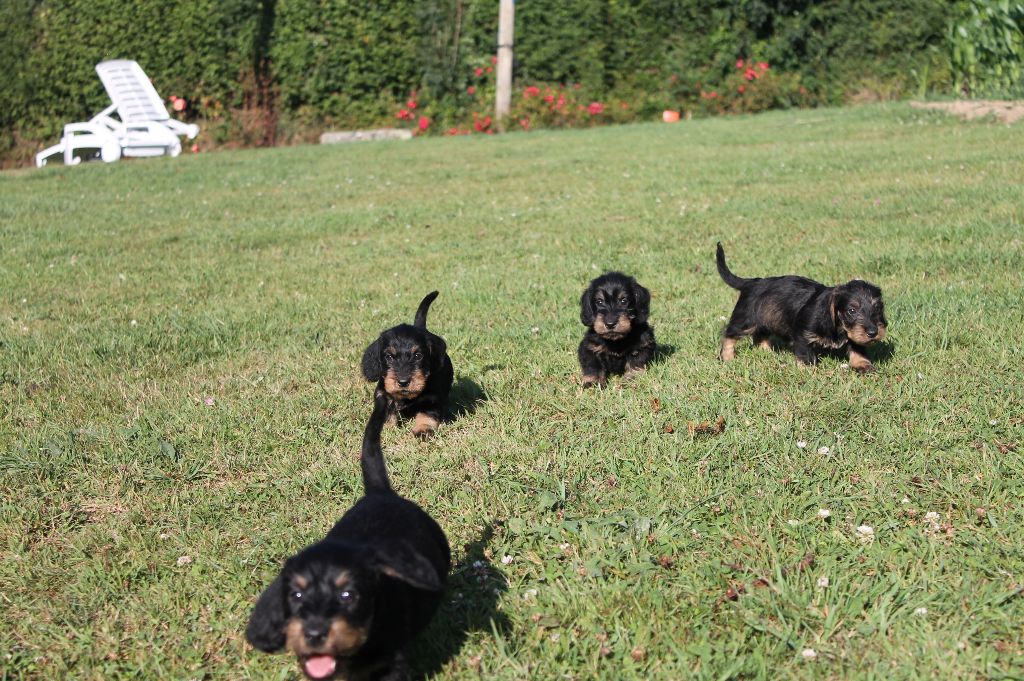 Du Domaine De Nic-max - Chiots disponibles - Teckel poil dur