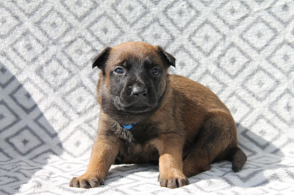 Du Domaine De Nic-max - Chiots disponibles - Berger Belge