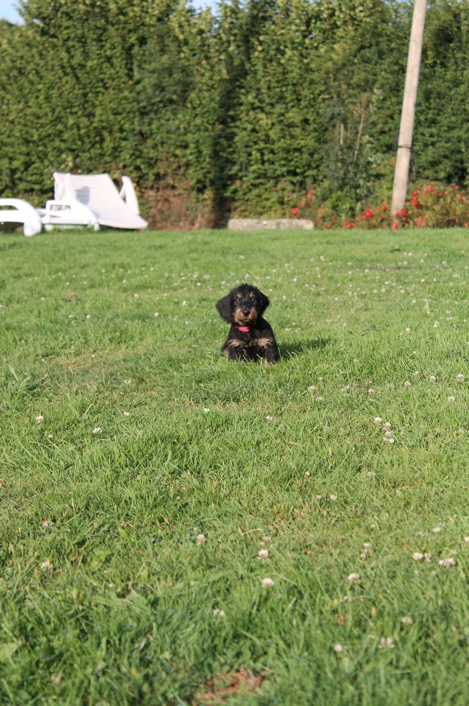 Du Domaine De Nic-max - Chiots disponibles - Teckel poil dur