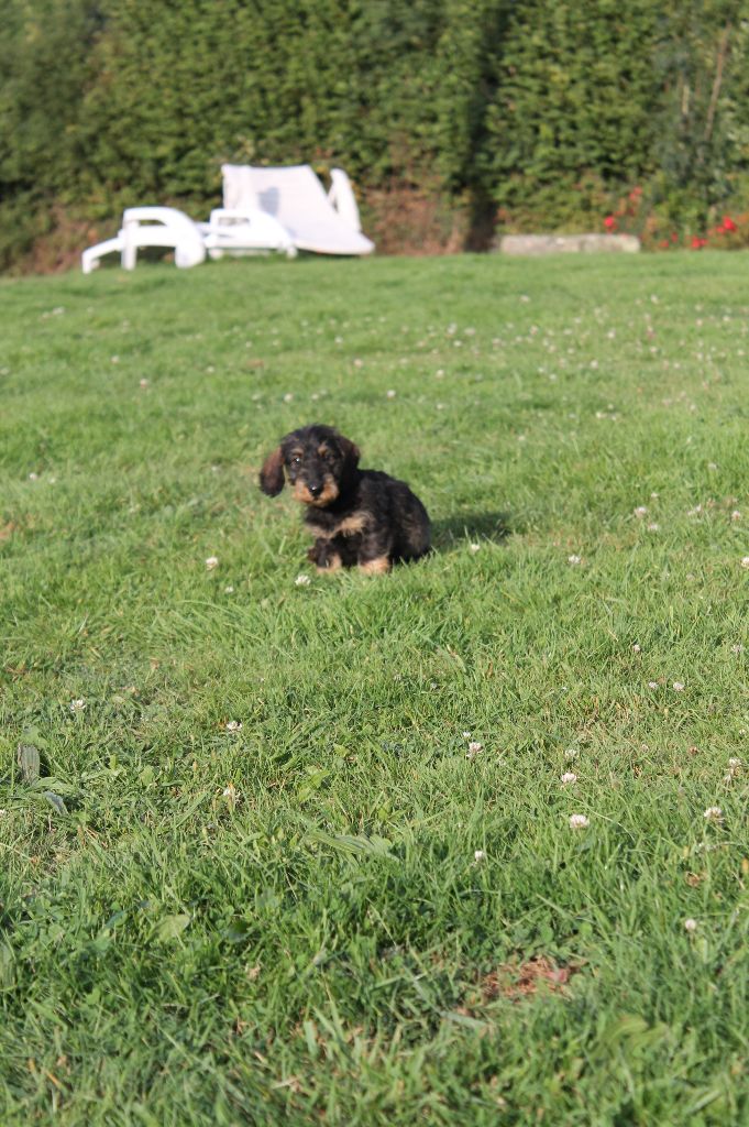 Du Domaine De Nic-max - Chiots disponibles - Teckel poil dur
