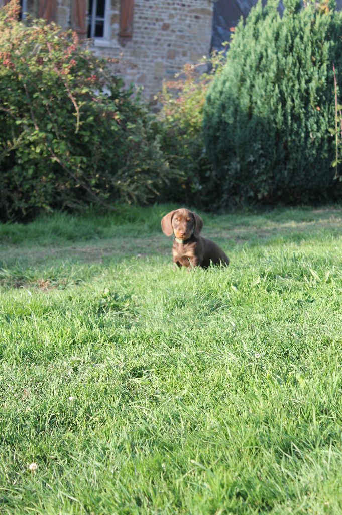 Du Domaine De Nic-max - Chiots disponibles - Teckel poil dur