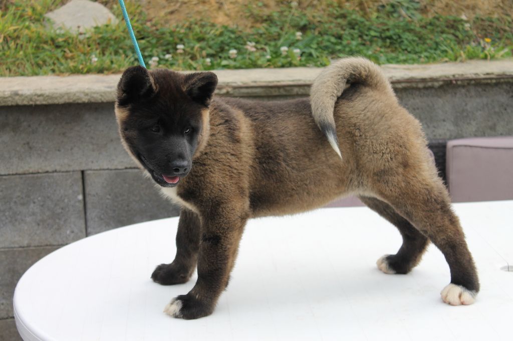 Du Domaine De Nic-max - Chiots disponibles - Akita americain