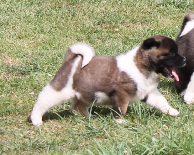 Du Domaine De Nic-max - Chiots disponibles - Akita americain