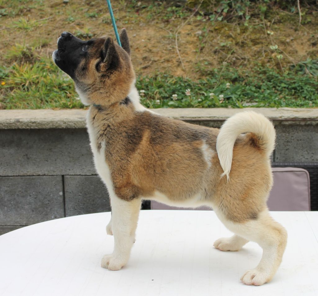 Du Domaine De Nic-max - Chiots disponibles - Akita americain