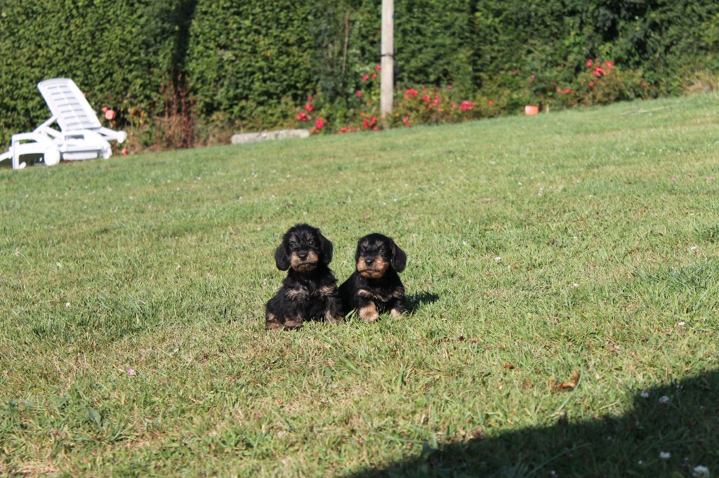 Du Domaine De Nic-max - Chiots disponibles - Teckel poil dur