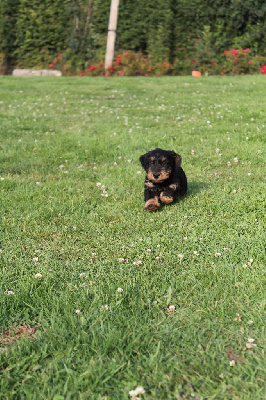 CHIOT 3