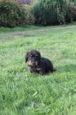 CHIOT 6