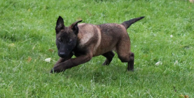 CHIOT 2